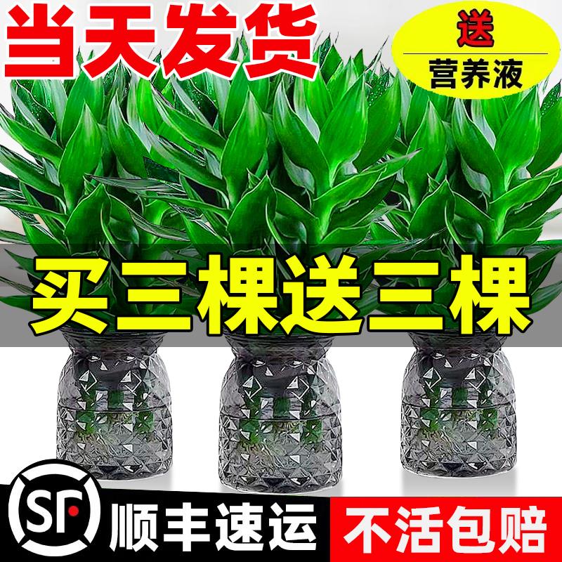 观音竹富贵水培植物带根花