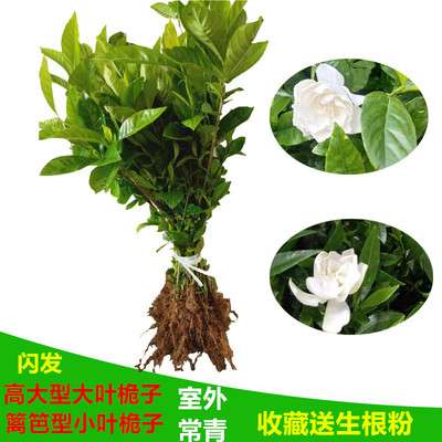 栀子花树苗盆栽绿植室内外
