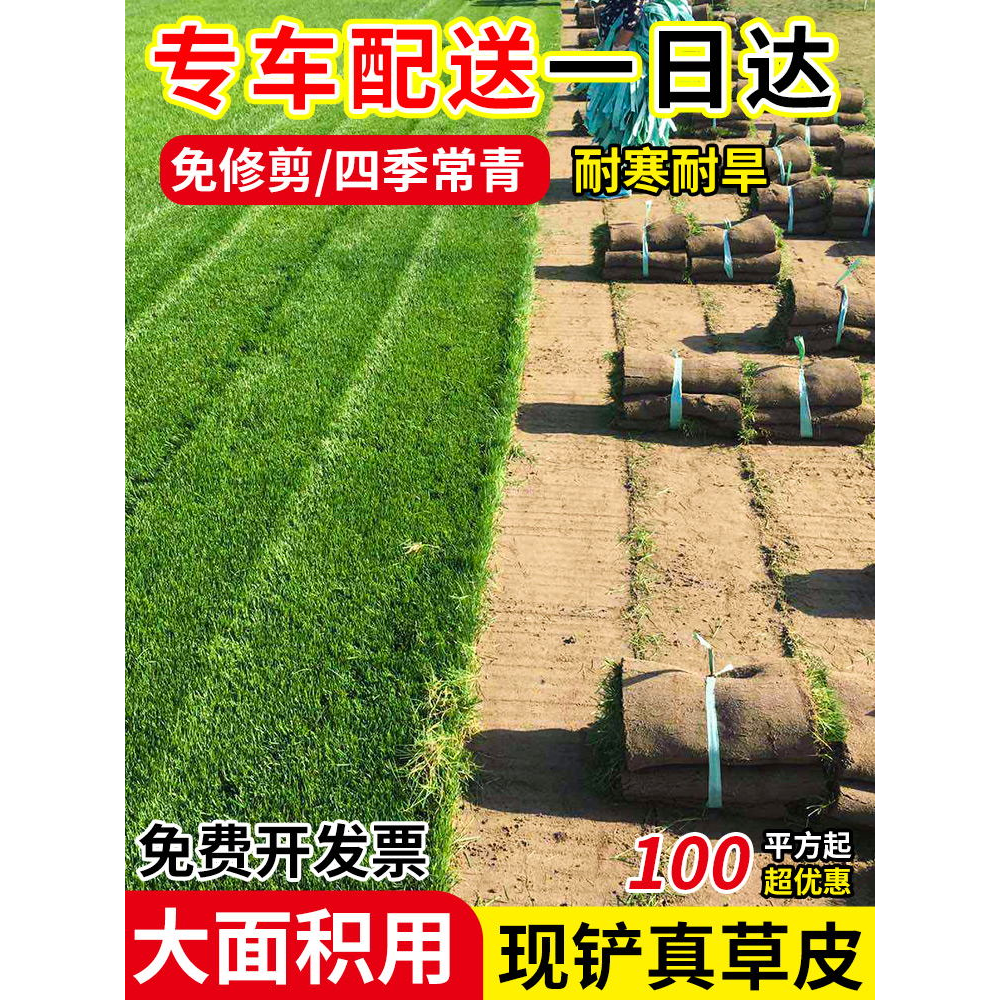 草皮真草坪带泥土别墅花园绿化马尼拉草皮带土四季青果岭草台湾草