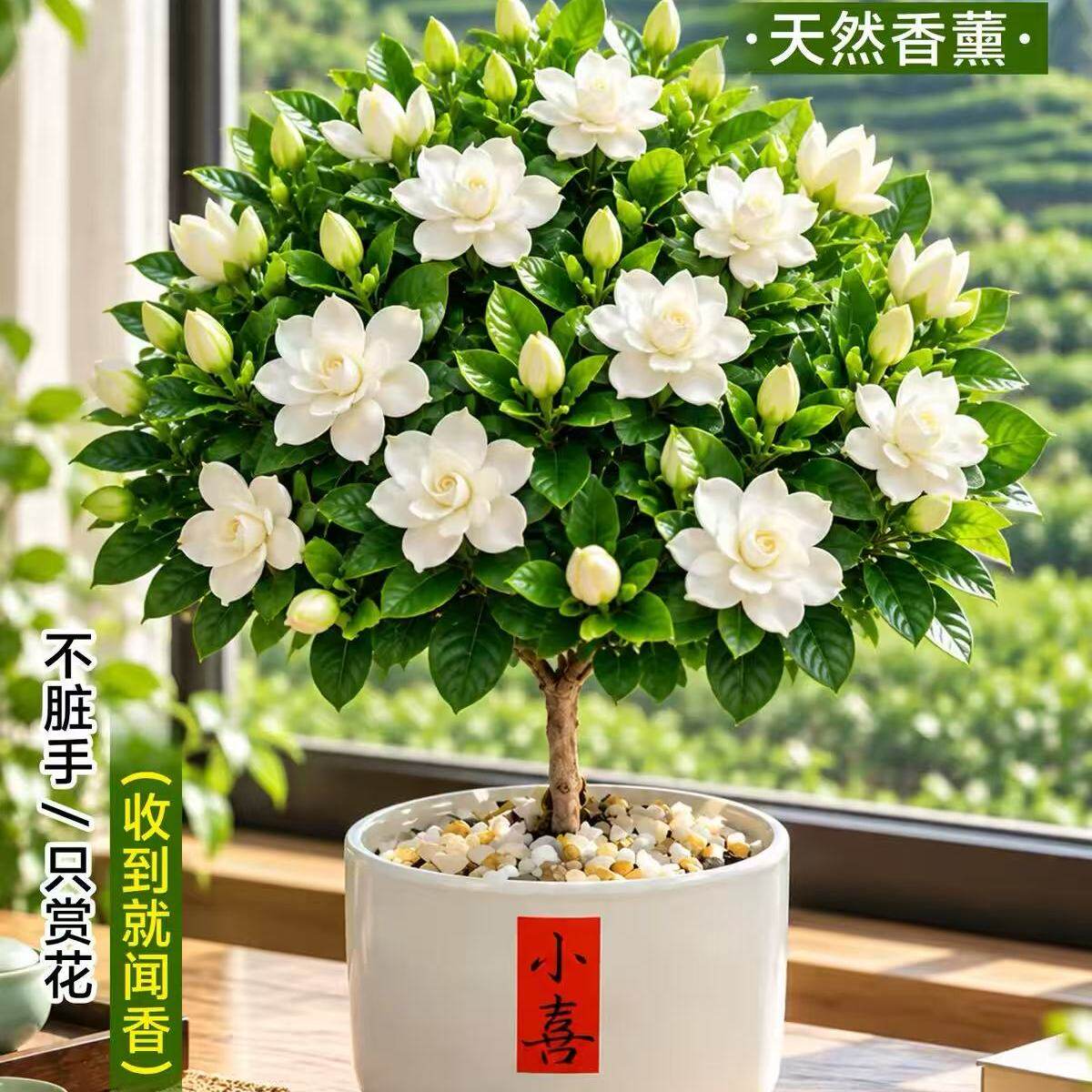 小叶栀子花盆栽四季树苗开花卉带花苞浓香型办公室内桌面懒人绿植