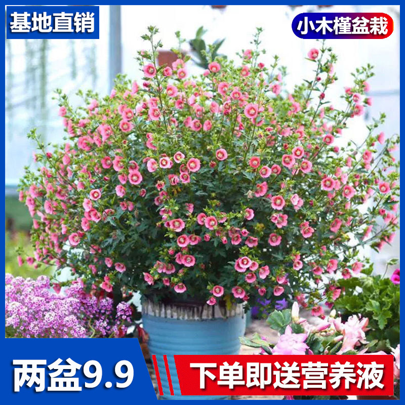 木槿花雪四季卉好盆栽阳台图片