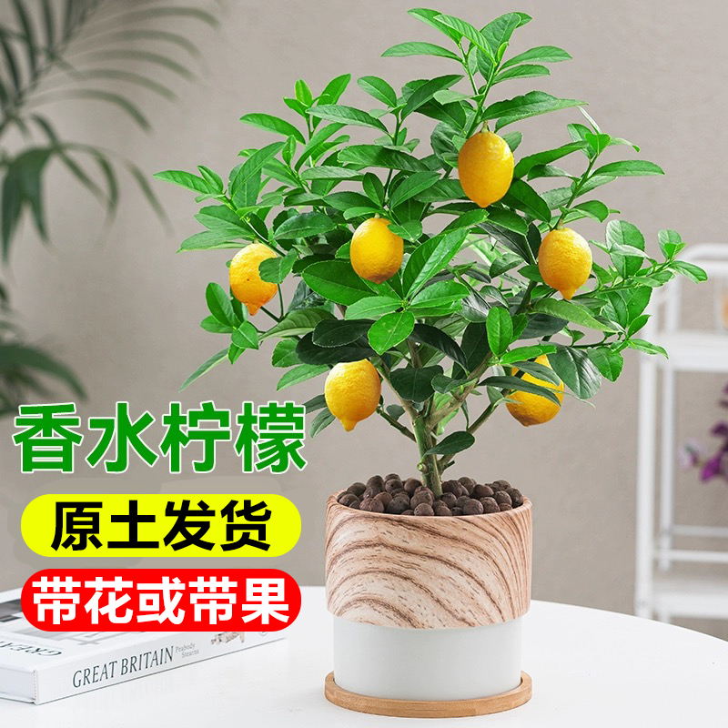 香水柠檬树盆栽室内阳台种