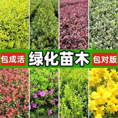 绿化苗木红叶石楠红花继木迎春花毛杜鹃苗瓜子黄杨灌木耐寒工程苗