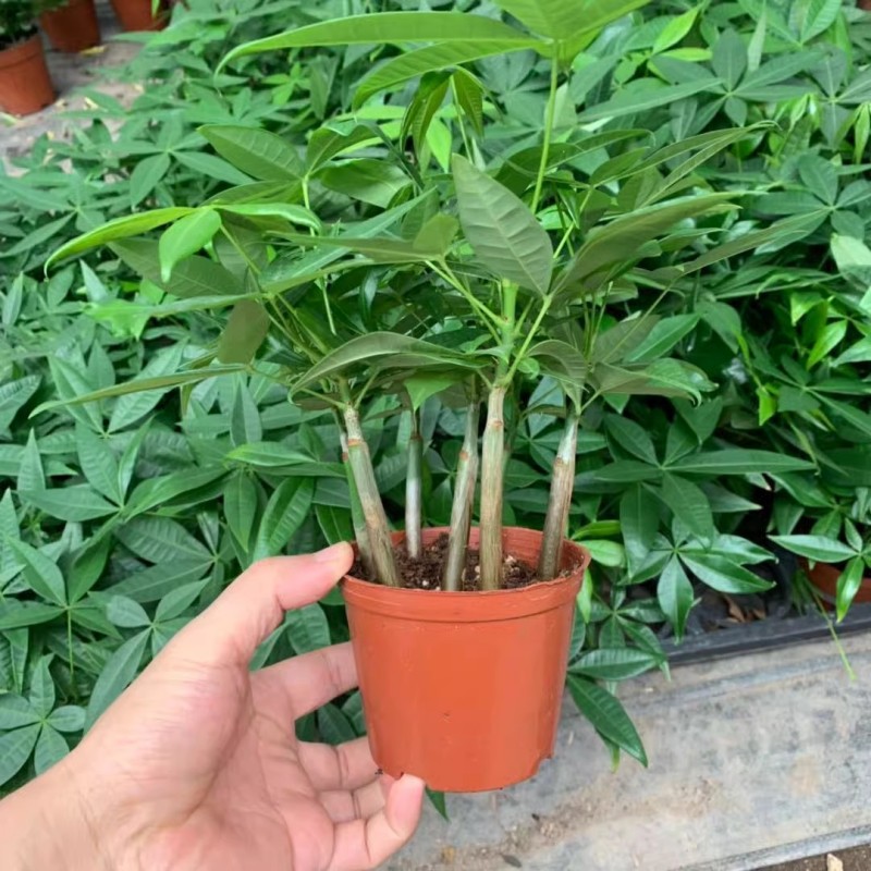 发财树种子原生苗小盆栽招