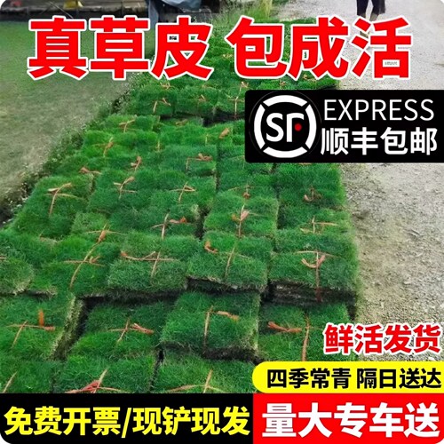 草皮真坪带泥土别墅花园绿