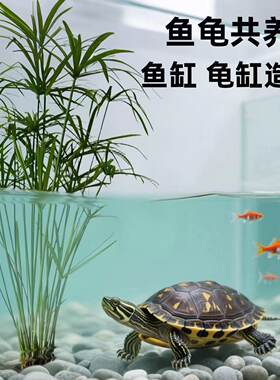 水竹水培植物带根旱伞草风车草鱼池塘边造景龟缸水生绿植净化水质