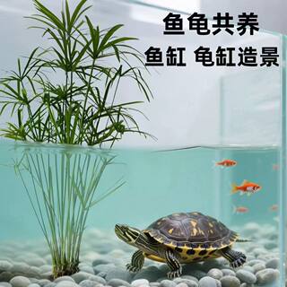 水竹水培植物带根旱伞草风车草鱼池塘边造景龟缸水生绿植净化水质