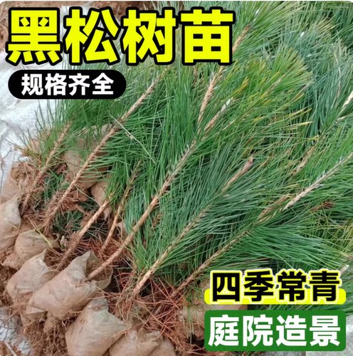 优质黑松苗松树树苗庭院道路园林盆栽松树苗小苗绿化树苗四季常青