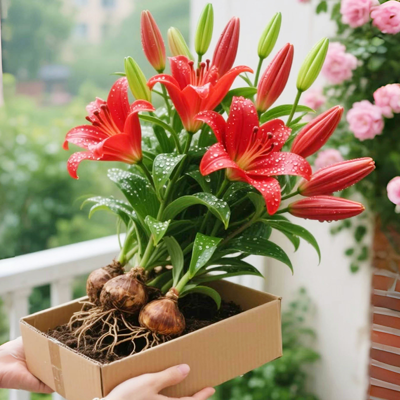 种球四季花香水植进口籽好