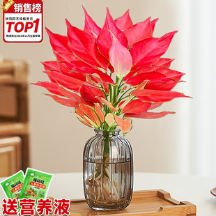 吉利红水培如意皇后室内盆栽植物发财树吸甲醛小绿植四季 好养花卉