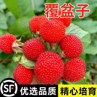 野草莓覆盆子种子野生果蓬空肚莓空心泡托莫根树莓刺泡果药材籽