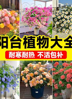 阳台植物盆栽好看又养的花