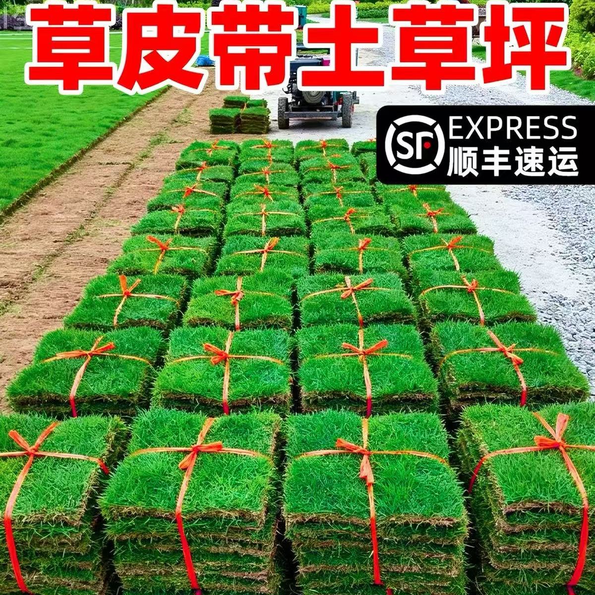 草皮带土草坪耐寒别墅花园绿化四季青果岭草台湾草皮真马尼拉草皮图片