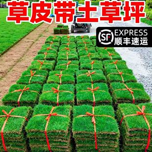 草皮带土草坪耐寒别墅花园绿化四季青果岭草台湾草皮真马尼拉草皮