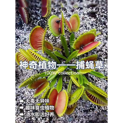 捕蝇草盆栽苗猪笼草植物食人花扑蝇草捕虫草驱蚊花卉食人鱼客厅