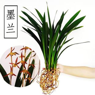 兰花盆栽墨兰企黑直销鲜花苗绿植花卉植物室内花带花苞冬四季好养