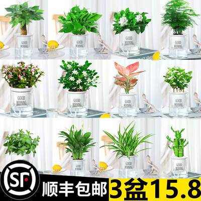 绿萝吊兰多肉发财树花卉盆