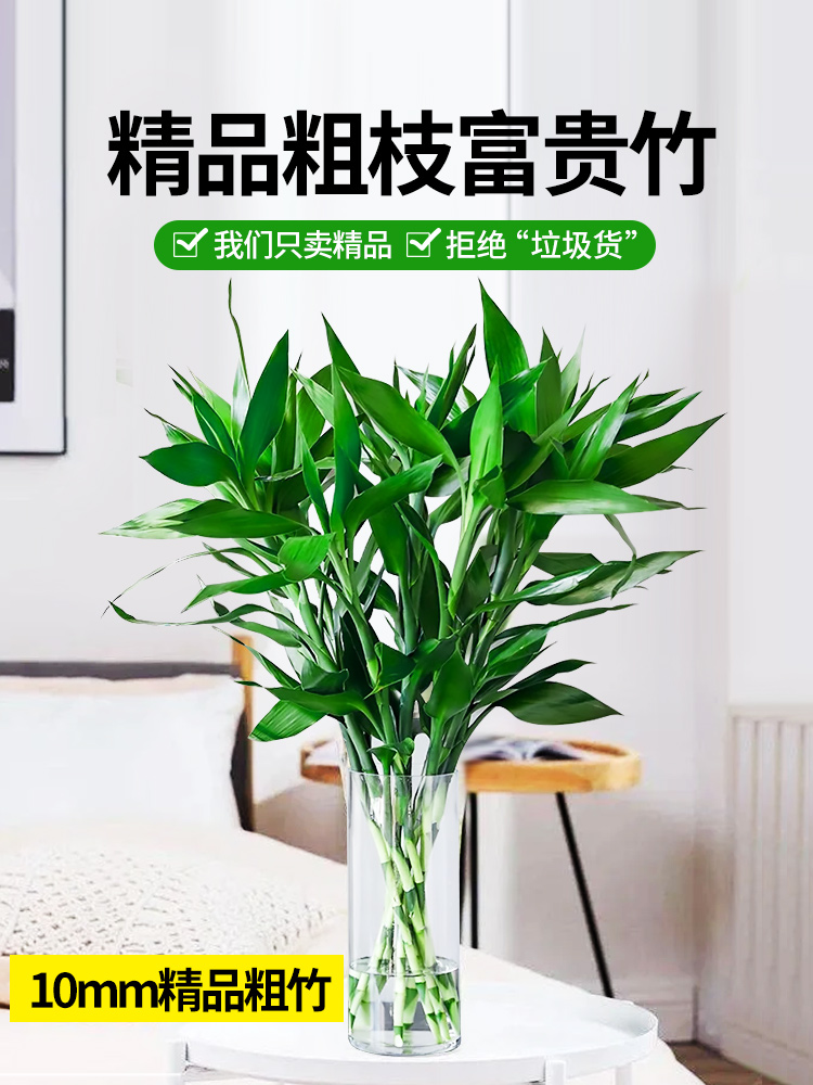 富贵竹水培植物水养发财树带根客厅绿植招财转运竹子花卉盆栽室内