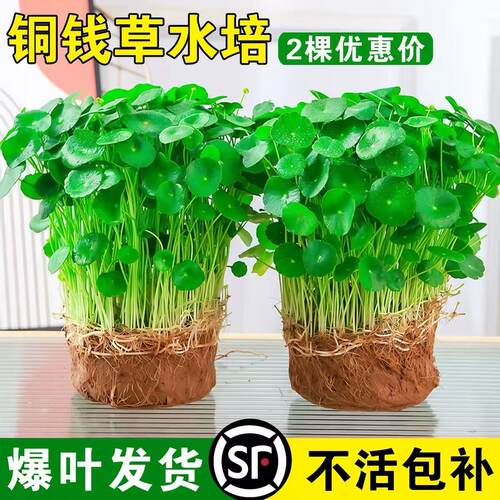 大叶铜钱草水培植物室内好养鱼缸水草专用水养金钱草花卉绿植盆栽