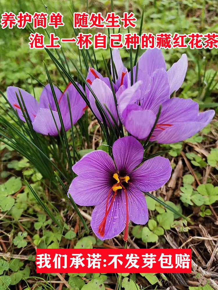 正宗藏红花种球盆栽花种子室内花卉四季开花苗耐寒水培植物药用
