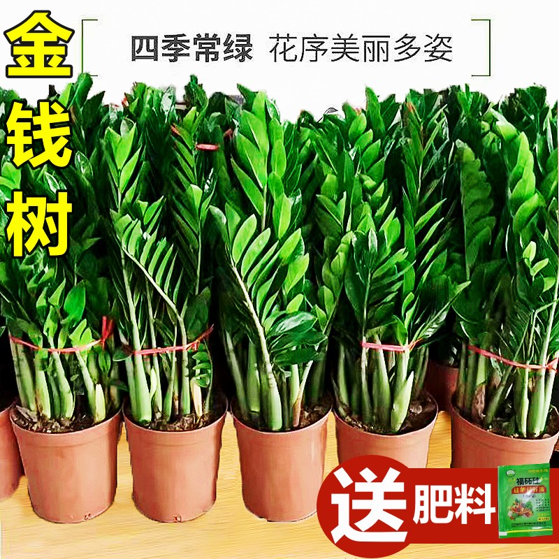 金钱树盆栽植物室内花卉大