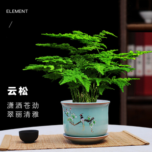 正宗唐山云松云竹盆景矮生文竹四季常绿植物净化空气绿植禅意盆栽