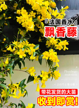 万里飘香藤花大苗盆栽双喜杏