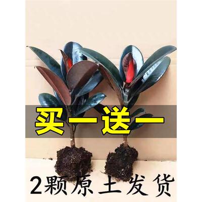 黑金刚橡皮树盆栽花卉植物