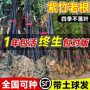 紫竹老根盆栽矮化名贵竹子苗树苗庭院室外罗汉竹紫气东来竹绿植物
