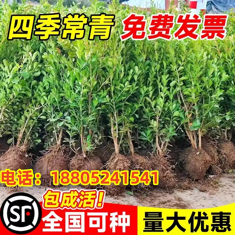 小叶黄杨树苗冬青瓜子庭院