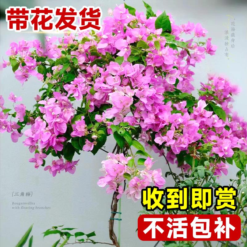 三角梅盆栽带花树苗四季开