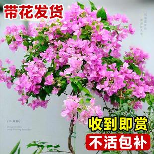 三角梅盆栽带花三角梅花树苗四季开花精品老桩绿樱漳红樱爬藤植物