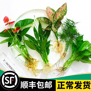 花卉盆栽水培植物室内花绿植四季 水生好养活绿萝富贵文竹芋红白掌