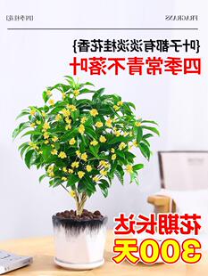 桂花树盆栽树苗四季桂黄金桂特级绿植室内花卉浓香型阳台庭院盆景