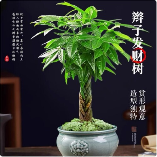 发财树盆栽植物室内花卉绿