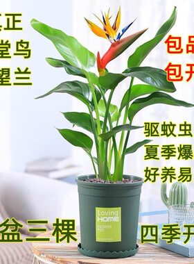 带原土阳台天堂鸟盆栽鹤望