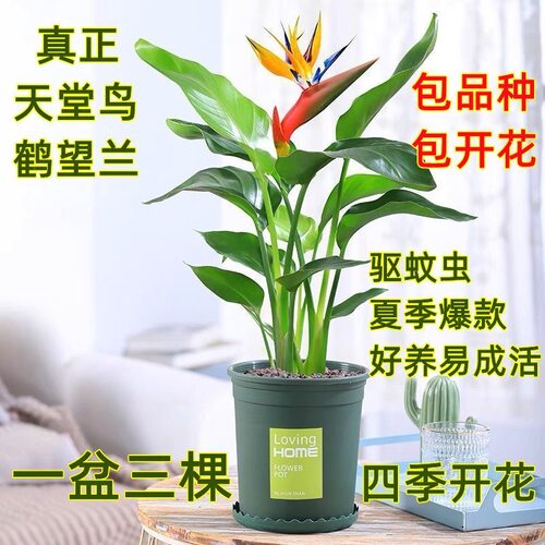 带原土阳台天堂鸟盆栽鹤望