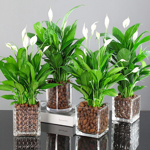 水培白掌盆栽一帆风顺室内花植