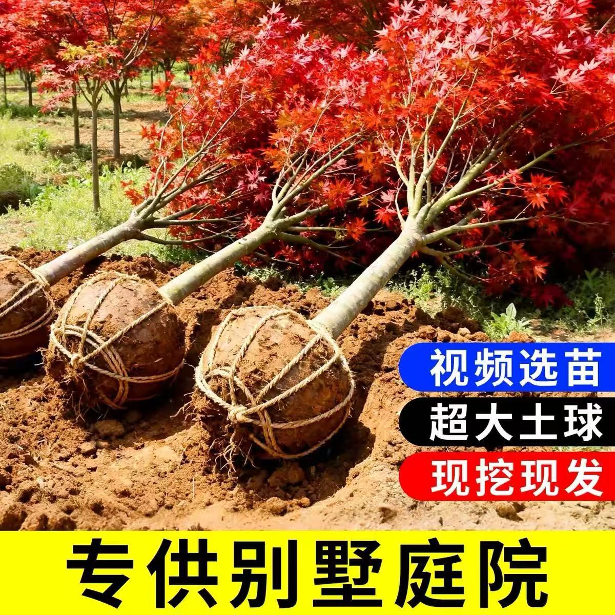 日本红枫树苗四季红舞姬庭院地栽大树耐寒室外绿化植物风景树盆景图片