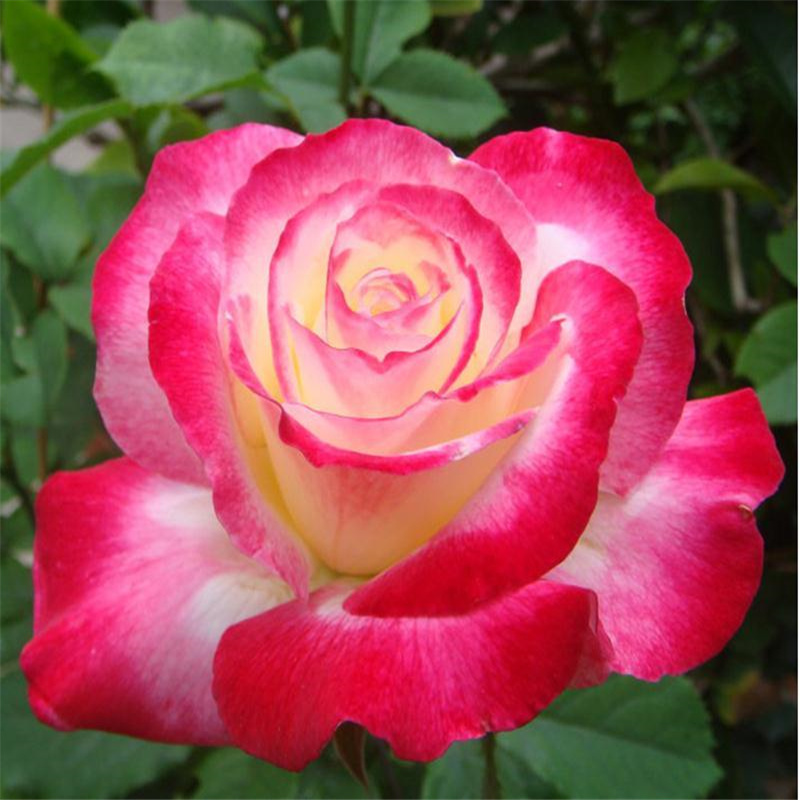 红双喜月季花苗大浓香品种