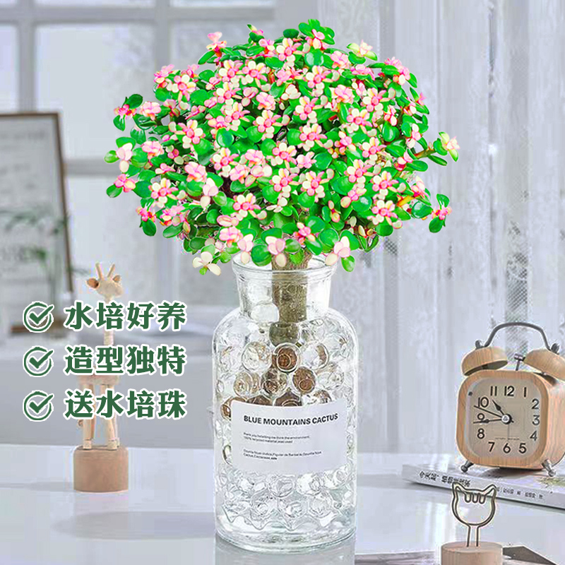 金枝玉叶盆栽老桩景水培多肉植