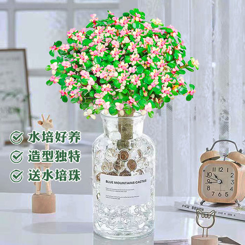 金枝玉叶盆栽老桩景水培多肉植