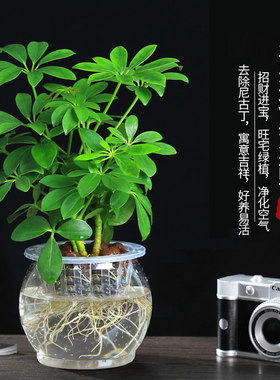 七叶莲水培盆栽招财植物鸭