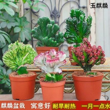 好养玉麒麟盆栽吸植物仙人