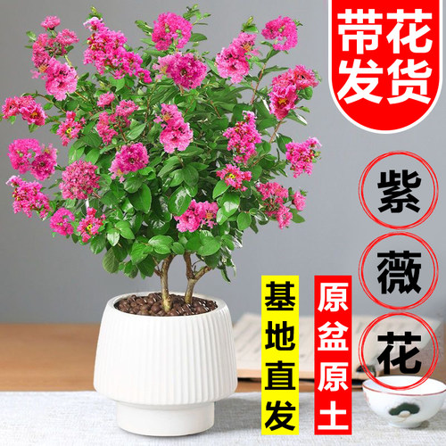 紫薇花树苗盆栽带苞客厅阳
