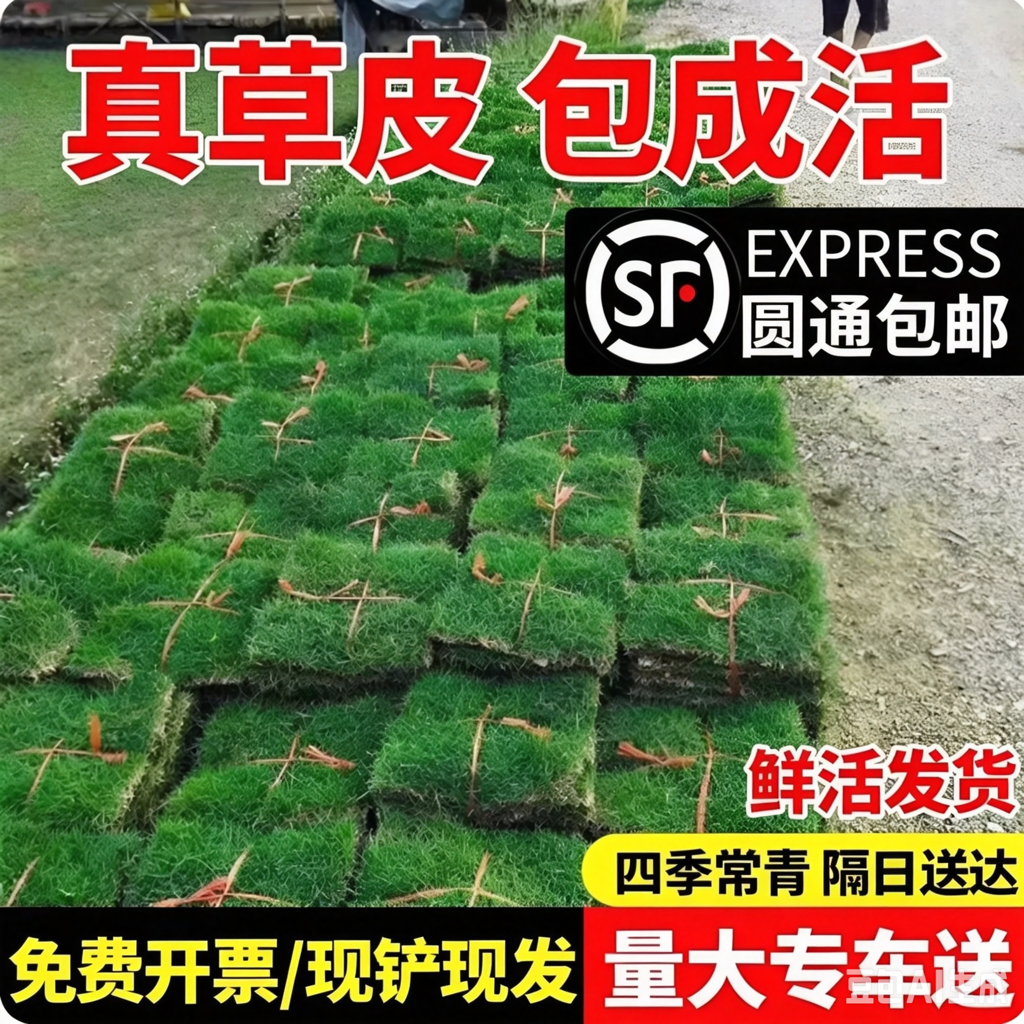 草皮真草坪带泥土别墅花园绿化四季青果岭草台湾草马尼拉草皮带土