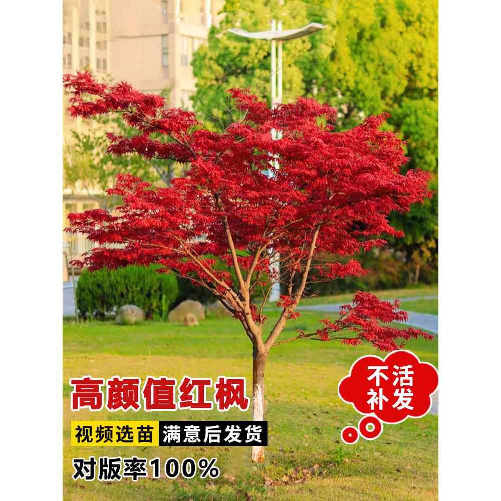 红枫树苗四季日本舞姬盆景图片