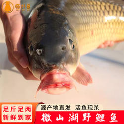 微山湖新鲜野鲤鱼活鱼现杀四鼻孔鲤鱼大鱼足斤足两新鲜到家