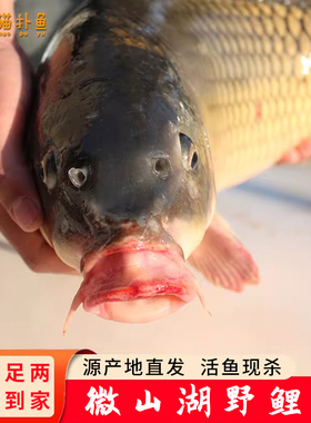 微山湖新鲜野鲤鱼活鱼现杀四鼻孔鲤鱼大鱼足斤足两新鲜到家