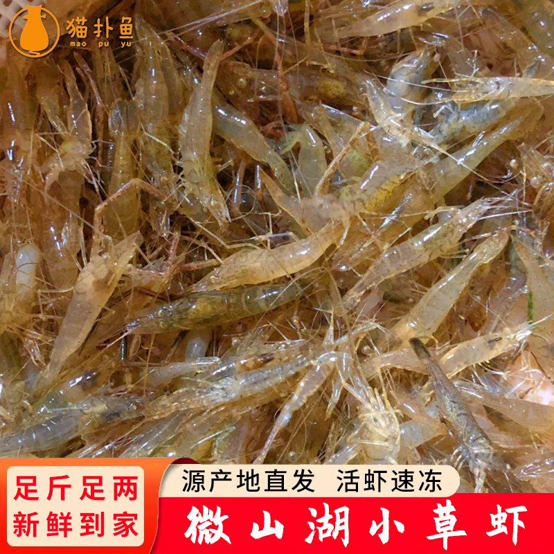 微山湖新鲜小草虾活虾速冻